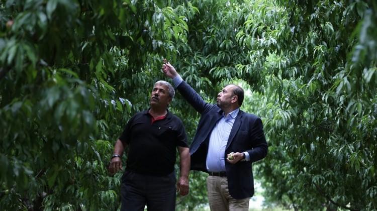Katil arılar yine ortaya çıktı!