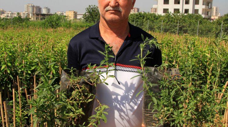 Erdemli'de "stevia" bitkisi üretildi