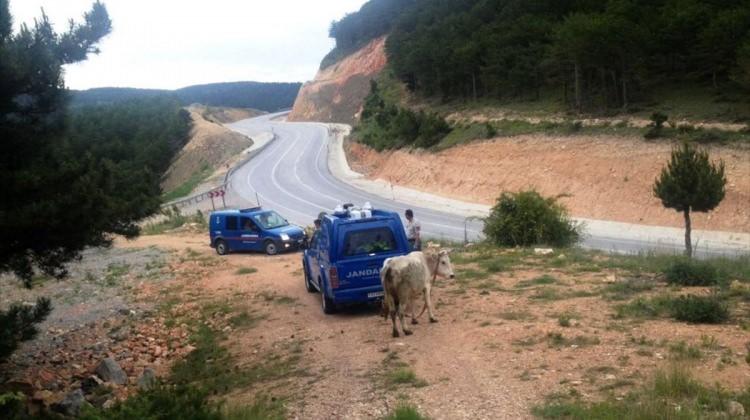 Sinop'ta inek hırsızlığı iddiası