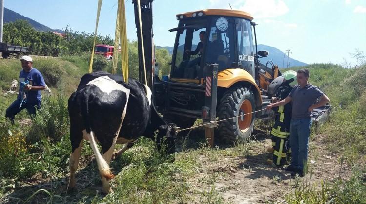 Denizli'de sulama kanalına düşen inek kurtarıldı