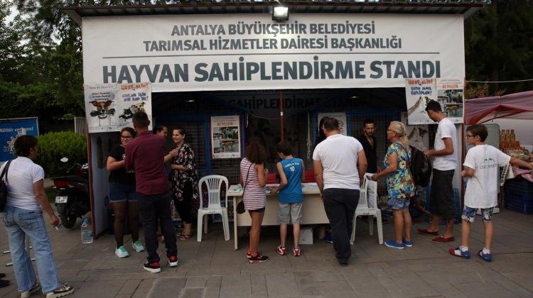 Antalya'da 3 günde 42 sokak hayvanı sahiplendirildi