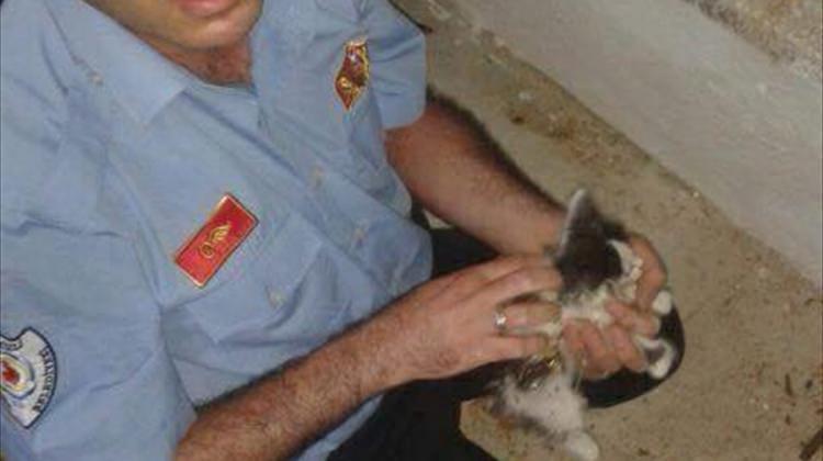 Denizli'de kedi kurtarma operasyonu