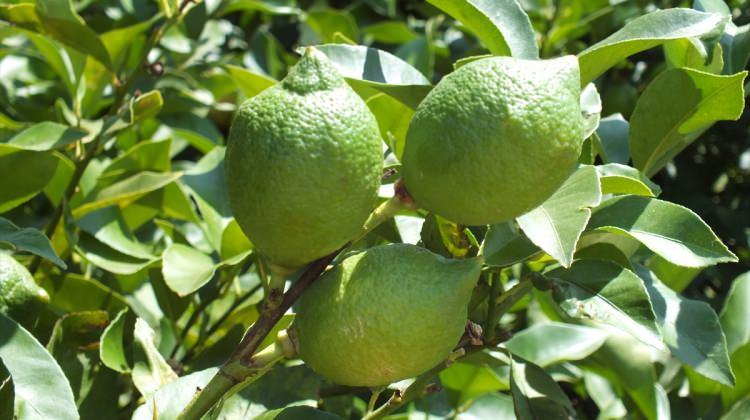 Silifkeli limon üreticileri gelecek sezondan umutlu