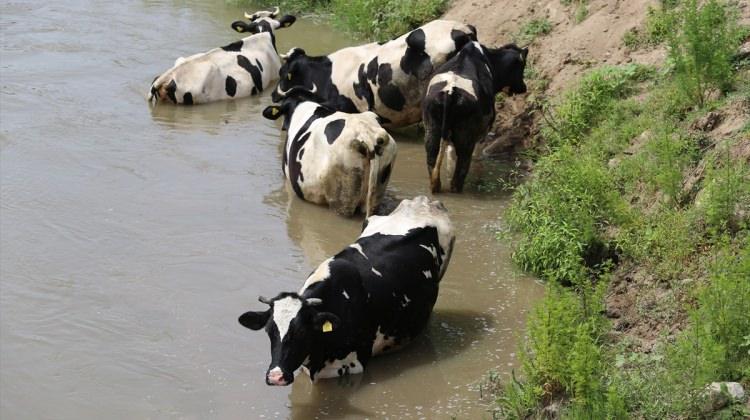 Sıcaktan bunalan inekler Meriç Nehrine girdi