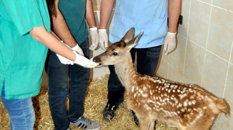 Yaralı kızıl geyik yavrusu tedavi altına alındı