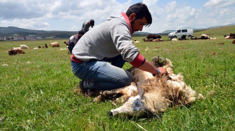 Kars'ta koyunlar kırkılmaya başlandı
