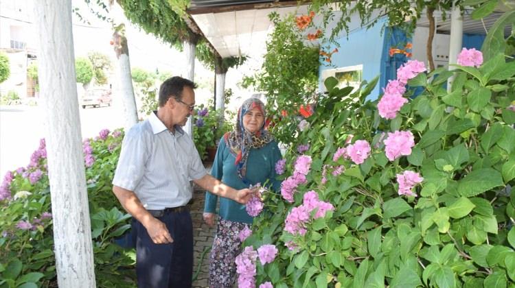 37 yıllık çiftin ortanco çiçeği sevdası