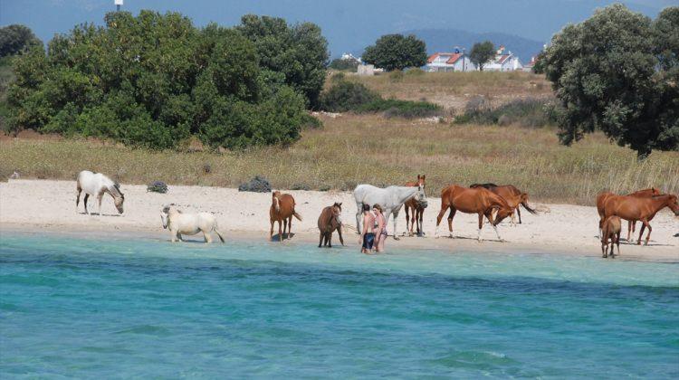 Denize giren atlar turistlerin ilgi odağı oldu