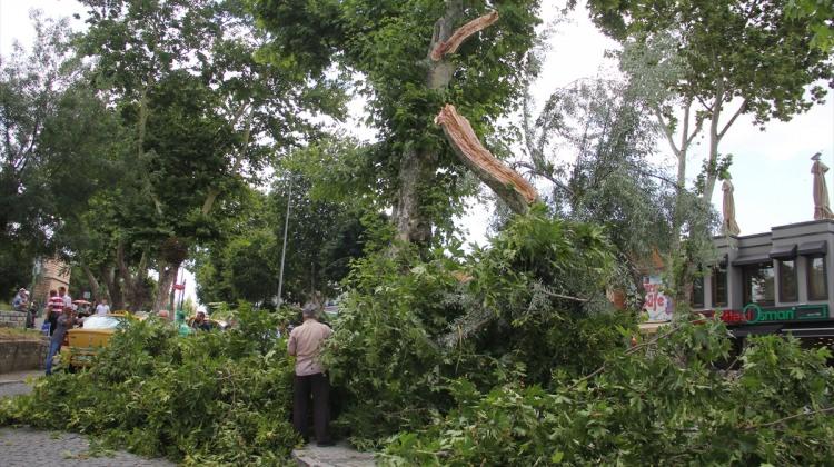 176 yaşındaki anıt ağaçtan kopan dal kaldırıma düştü