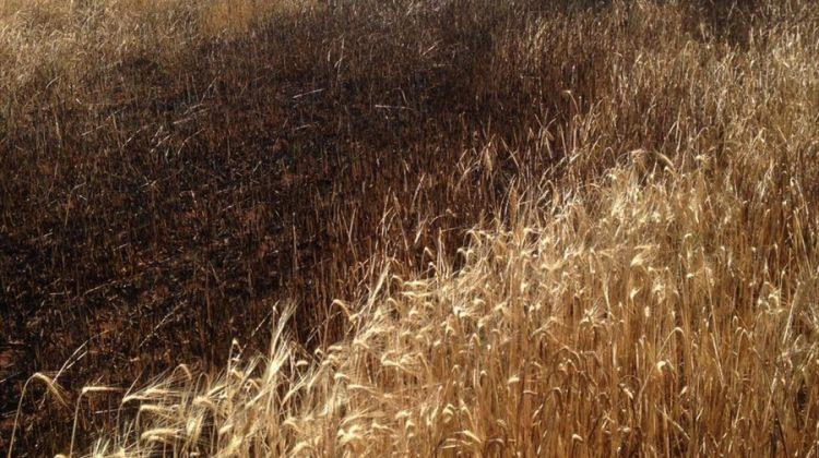 Kırşehir'de tarım arazilerine sabotaj iddiası