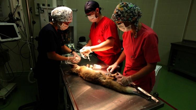 Yaralı tilki yavrusu tedavi ediliyor