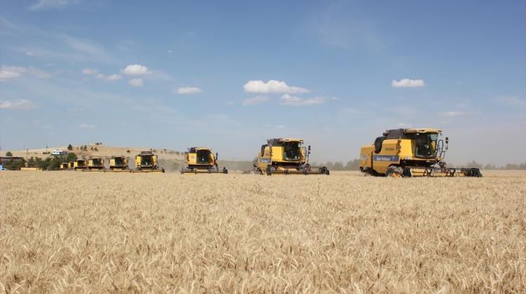 TİGEM'de buğday üretiminde rekor