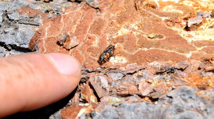 Sarıkamış'ta "küçük orman bahçıvanı böceği" için mücadele başlatıldı