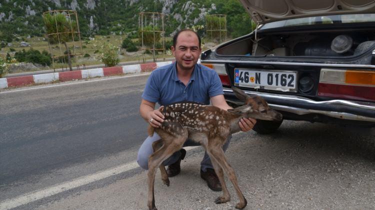 Yavru geyik koruma altına alındı