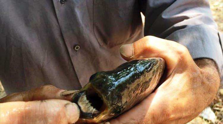 İznik Gölü'nde "insan dişli balık" yakalandı