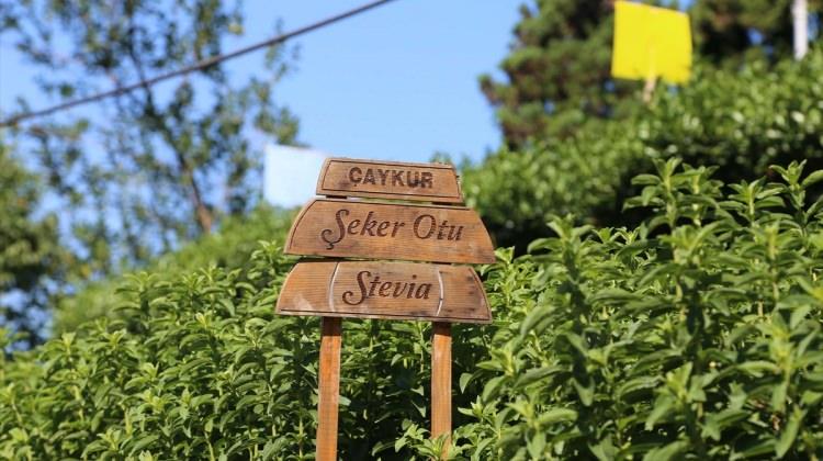 ÇAYKUR'da bu yılın ilk "stevia" hasadı yapıldı