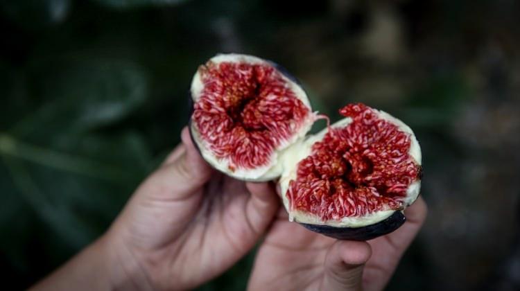 Siyah incir ihracatında "erkenci ürün" zararı