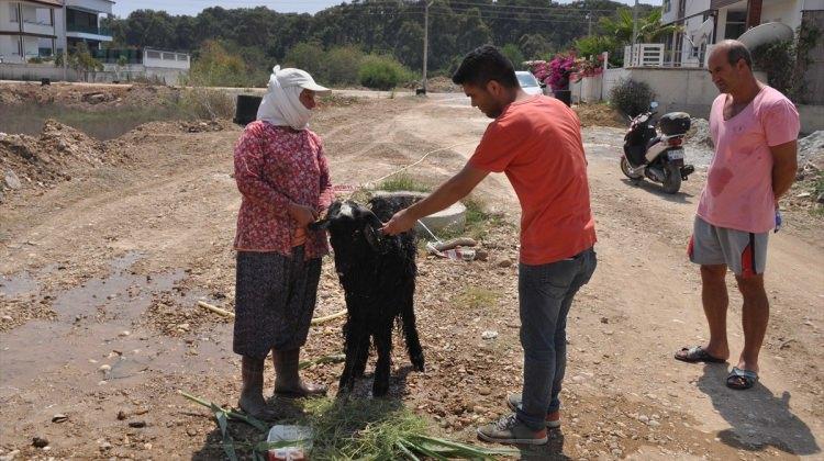Kanalizasyon çukuruna düşen keçi kurtarıldı