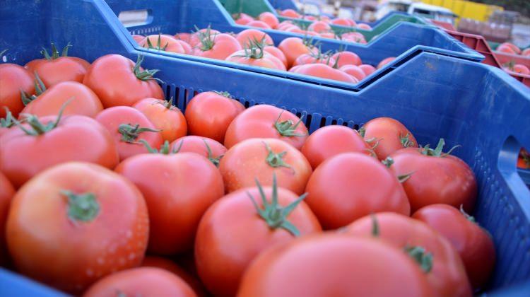 Denizli'den domates ihracatı