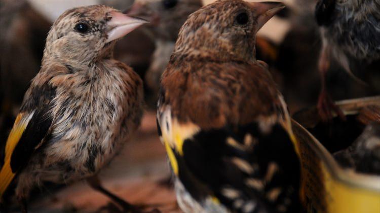 Saka kuşu avlayanlara 18 bin 292 lira ceza