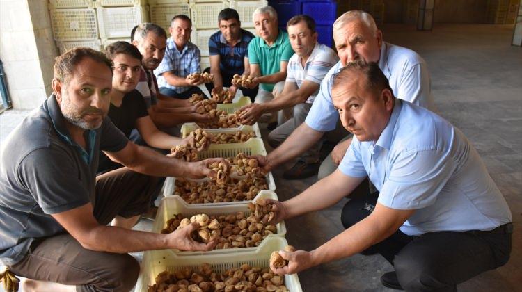 Aydın'da sezonun ilk inciri 40 liradan satıldı