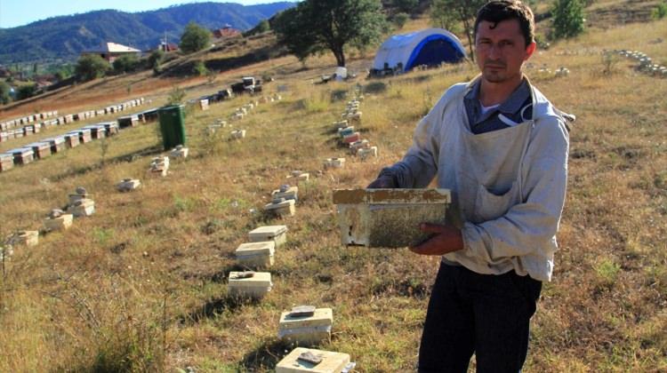 Çankırı'da telef olan 5 milyon arının zehirlendiği iddiası