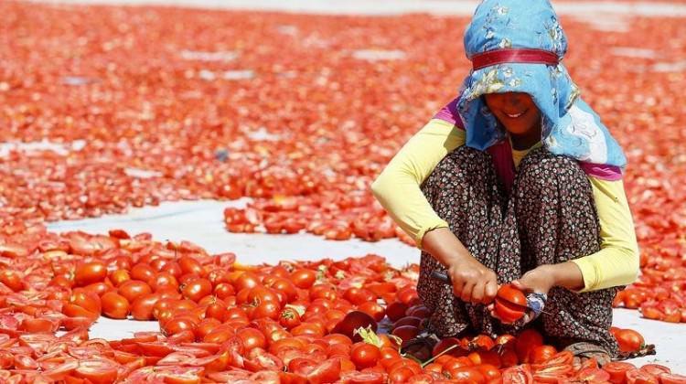 Ege'nin kurutulmuş domatesi d&uuml;nya mutfağında