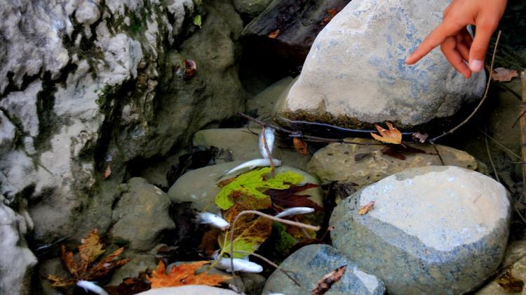 Mersin'de derede çok sayıda ölü balık bulundu