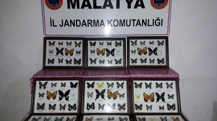 Kurutulmuş kelebekle yakalanan kişiye 40 bin 912 lira ceza