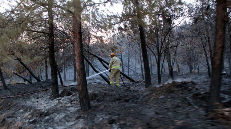 Manisa'daki orman yangını
