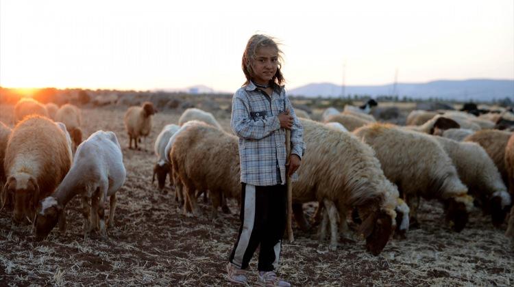 Görme engelli Suriyeli çobanın "ekmek kavgası"