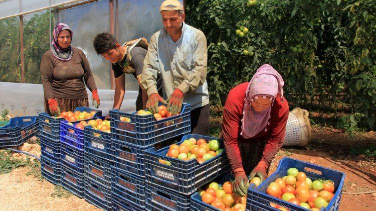 Mersin'de güz domatesi üreticiyi sevindiriyor
