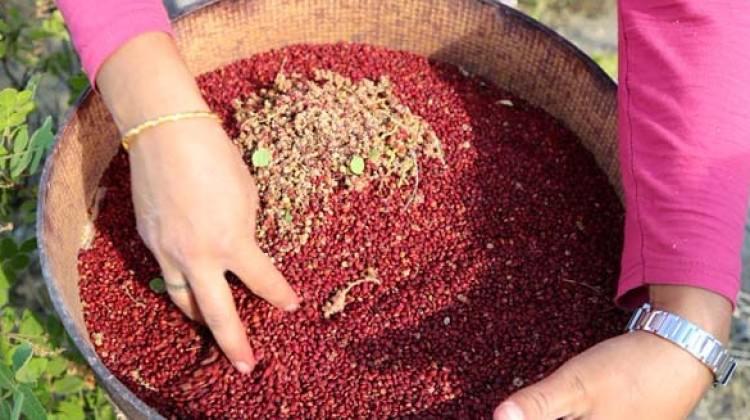 Dağdan toplayıp kilosunu 30 liradan satıyorlar