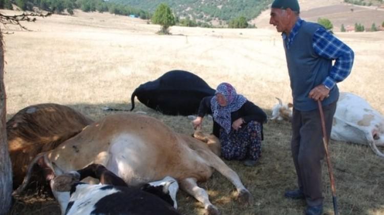 Yaşlı çifte bir güzel haber daha!