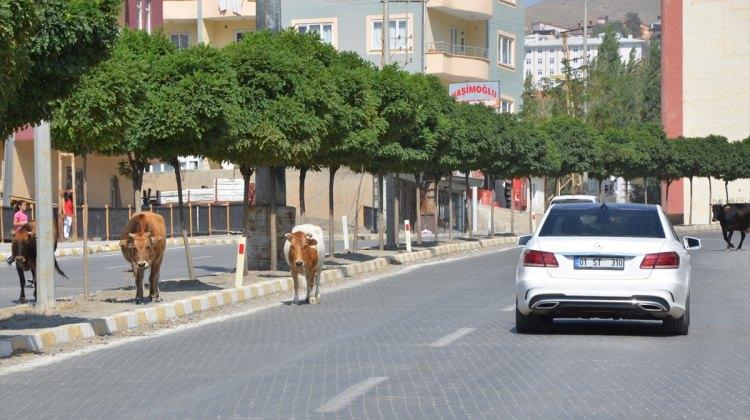 Hakkari'de başıboş inekler trafiği aksatıyor