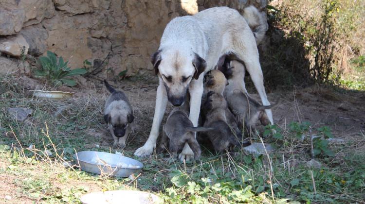 Köylüler, 10 yavrusu bulunan köpeğe sahip çıktılar
