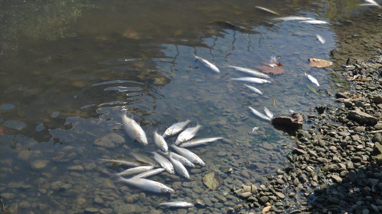 Bartın Irmağı'nda balık ölümleri