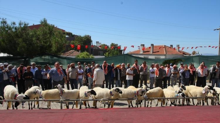 Çeşme'de "Sakız koyunu yarışması"