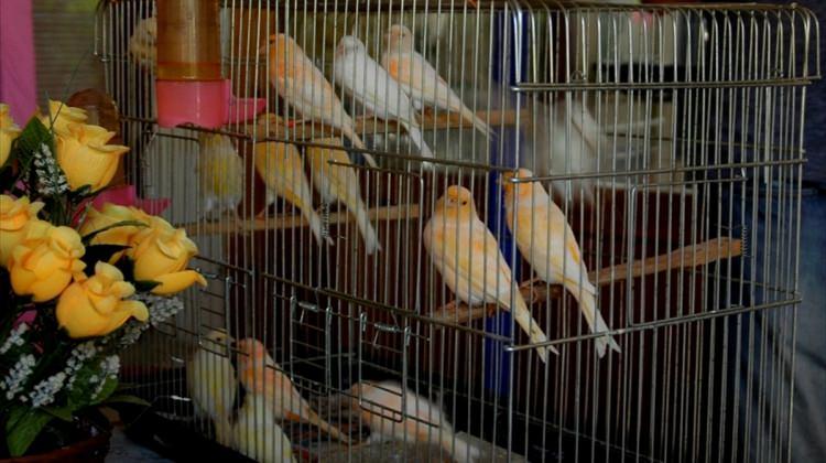 Bandırma'da 700 cins kuş, görücüye çıktı