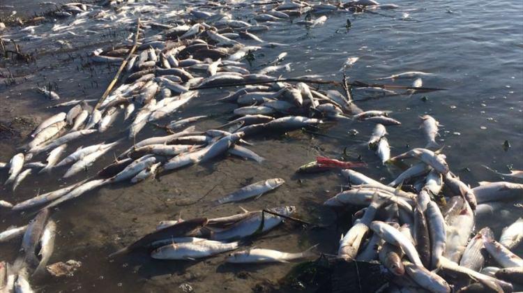 Mersin'de çok sayıda ölü balık bulundu