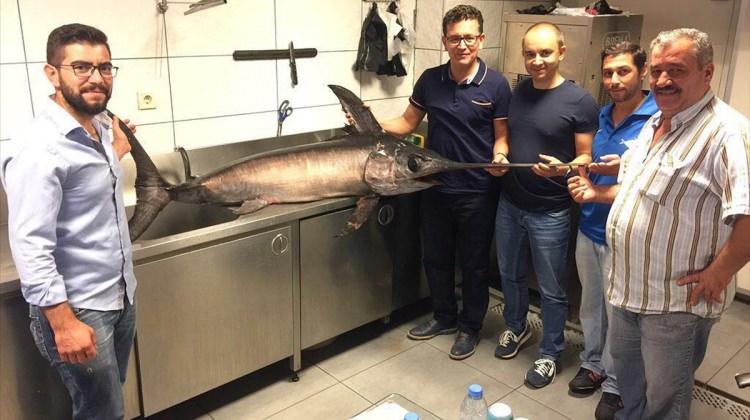 Antalyalı balıkçı 55 kilogramlık kılıç balığı yakaladı