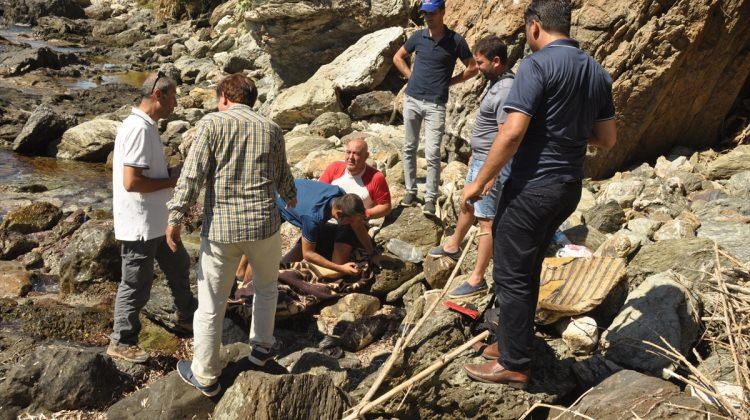 Kıyıya vuran Akdeniz foku yavrusu öldü