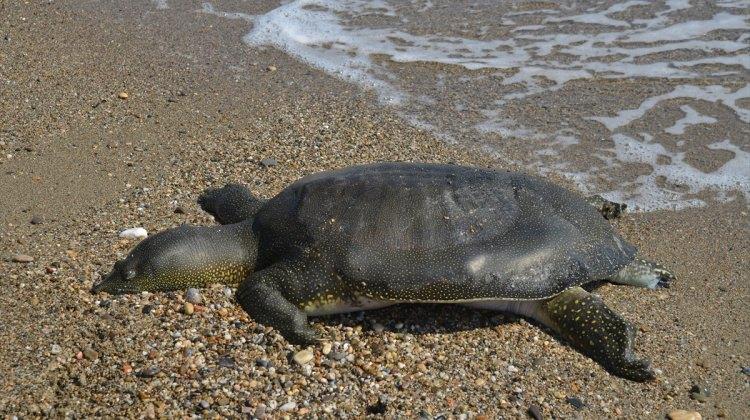 Mersin sahilinde ölü Nil kaplumbağası bulundu