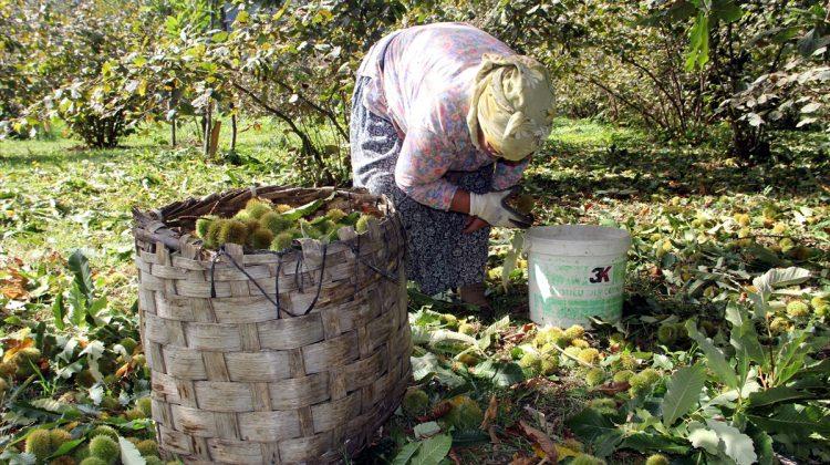 Erfelek kestanesi pazardaki yerini aldı