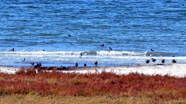 Burdur Gölü'nde su kuşlarının sayısı azaldı