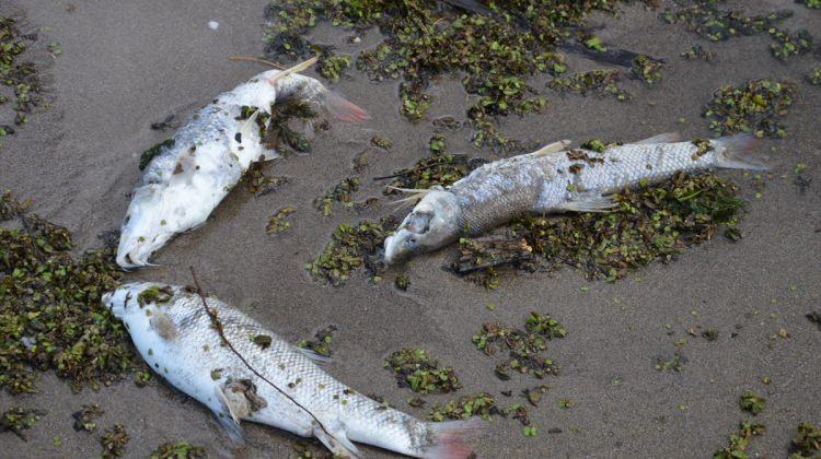 Sakarya Nehri'nde balık ölümlerine inceleme