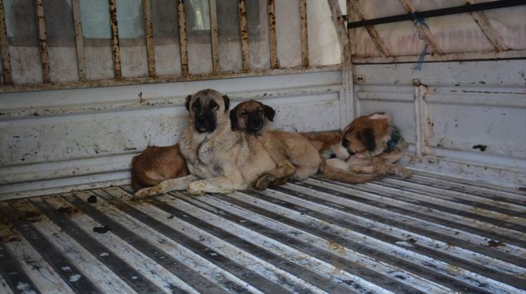 Yaralı hayvanlar Tatvan'da tedavi ediliyor