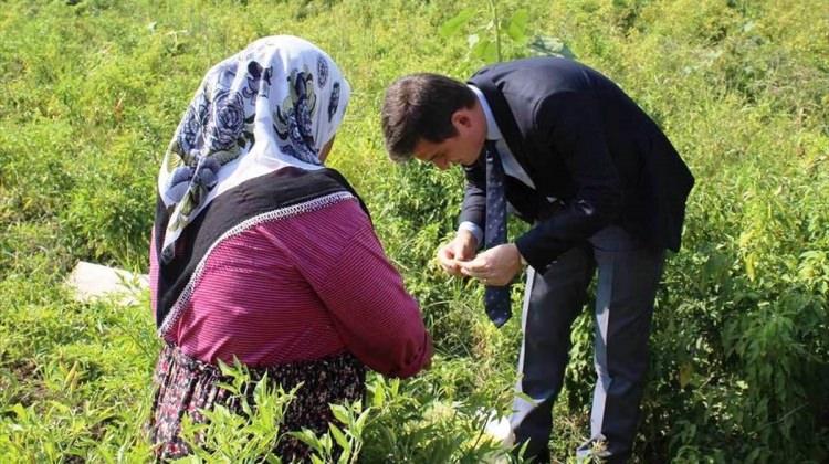 Osmaniye’de biber yetiştiriciliği projesi