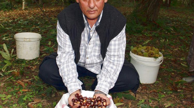 Kestane üreticisinin umudu kar yağışında