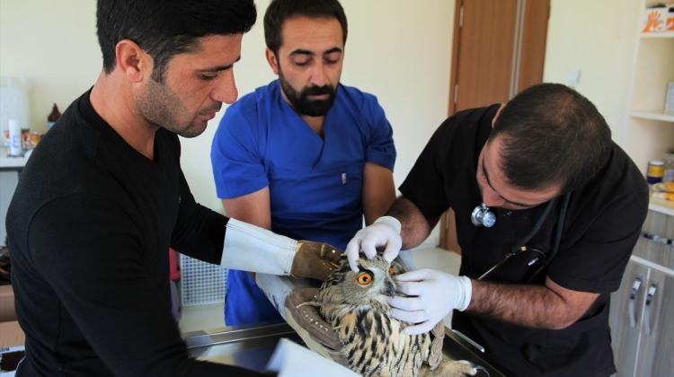 Muş'ta yaralı baykuş tedaviye altına alındı